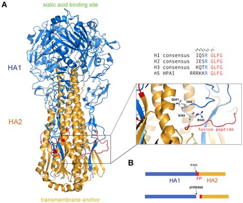 Influenza Virus Mediated Membrane Fusion Determinants Of Hemagglutinin