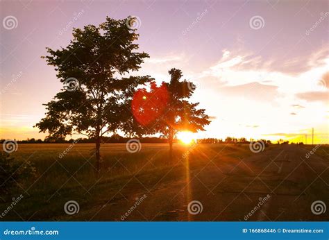 Fields Of Colorful Nature In Summer Time Stock Photo Image Of Green