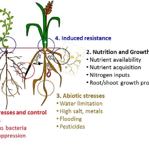 Root Microbiome Interactions Influencing Plant Growth And Production