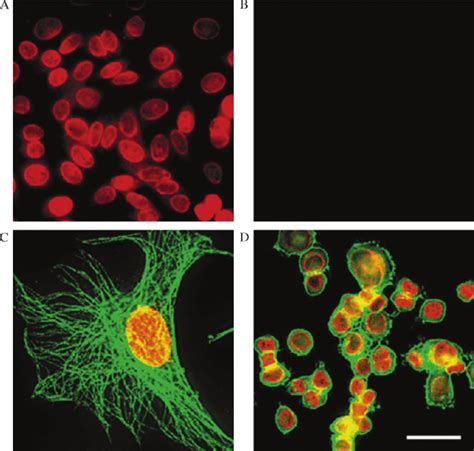 Fixed Cell Imaging And Simultaneous Detection Of Multiple Cellular