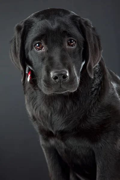 Black labrador retriever — Stock Photo © tanitue #9581244