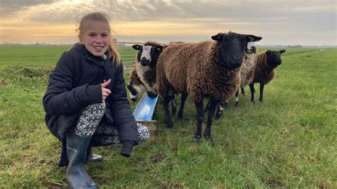 Steeds Minder Schapen Hebben De Ziekte Blauwtong