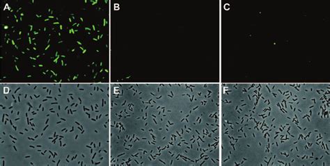 Indirect Immunofluorescence Micrographs Showing Cell Surface Associated