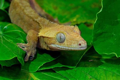 Crested Gecko - Aquarium Adventure Chicago