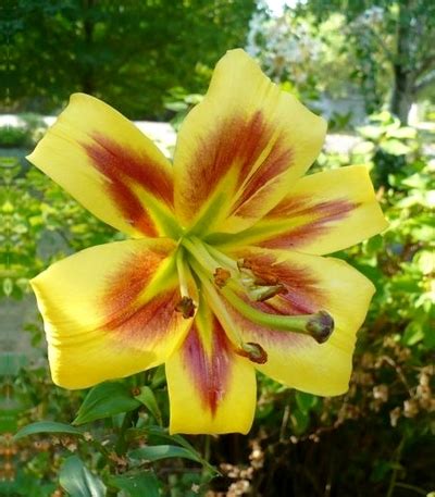X 50 LILIUM ROBERT SWANSON 16/18 | JUB Holland
