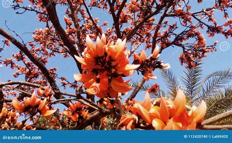 Butea Monosperma Teak Bengal Kino Flame Of The Forest And Erythrina