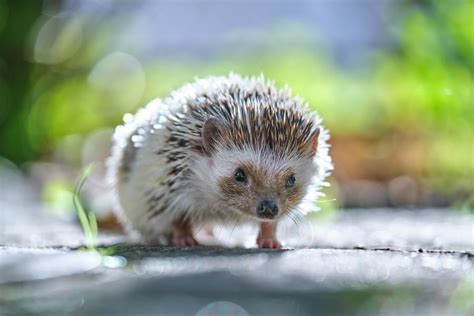 Can You Keep Hedgehogs As Pets What They Need