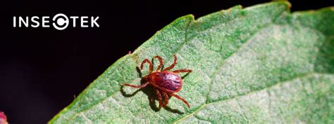 What are Chiggers? - Insectek Pest Solutions