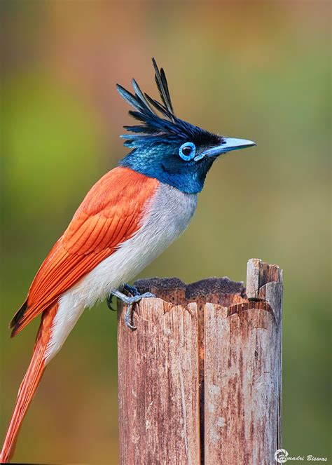 Indian Paradise Flycatcher Himadri Biswas Flickr