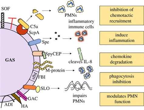 A Brief Review On Group A Streptococcus Pathogenesis And Vaccine Development Royal Society