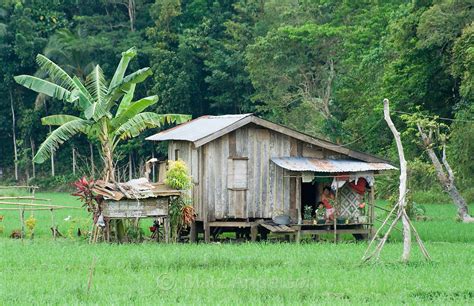 A Traditional House In A Rice Field Philippines Marc Anderson