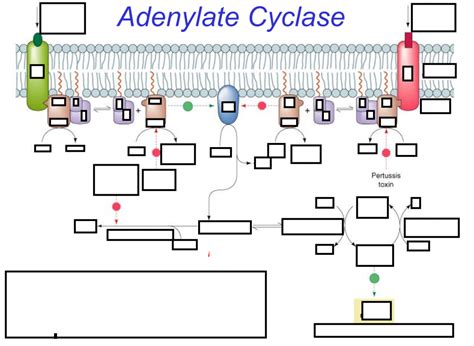 Adenylate Cyclase Diagram Quizlet