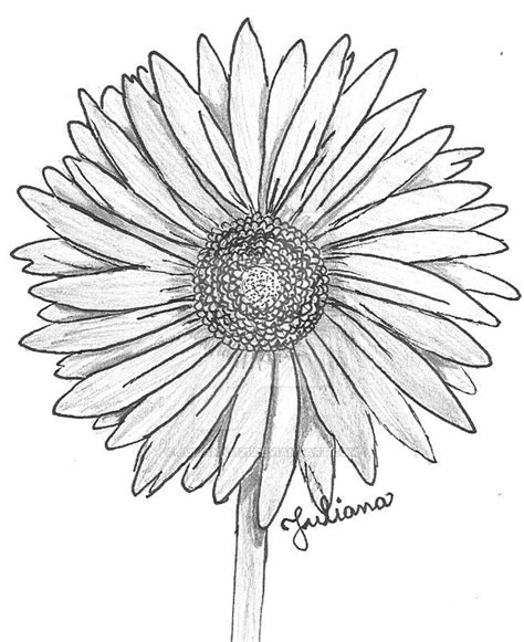 Gerbera Daisy Drawing At Getdrawings Free Download