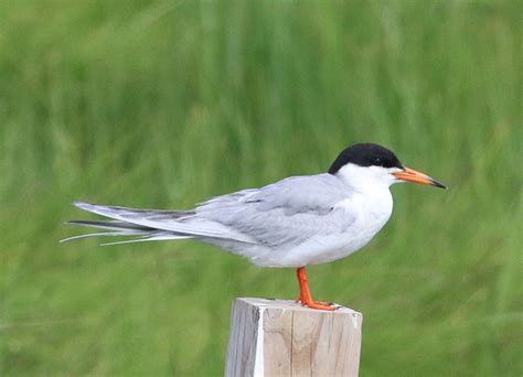 Tern Identification Common And Forster’s Terns