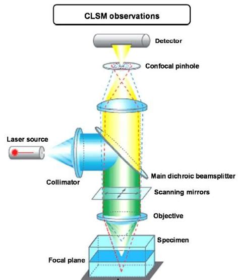 Figure A3 1 a Schéma de fonctionnement d un microscope confocal