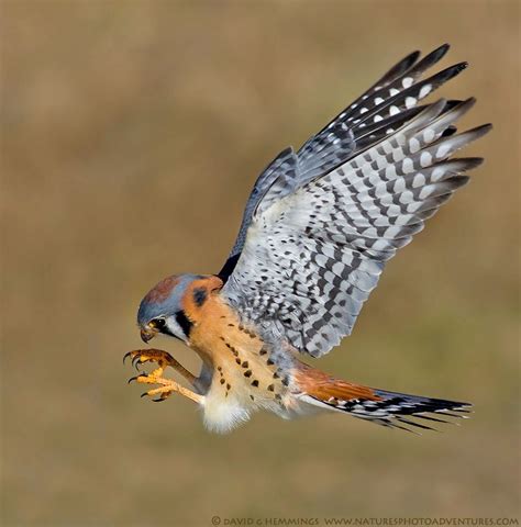 √ 6 Different Types Of Falcons American Kestrel Birds Of Prey Pet Birds