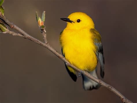 Prothonotary Warbler Ebird