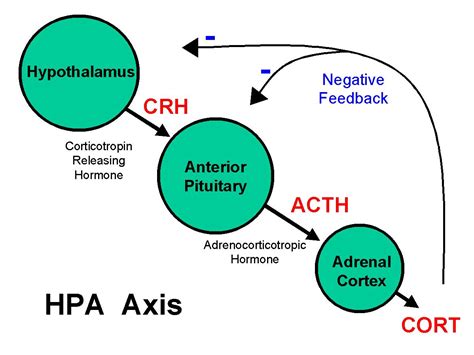 Cortisol Hormone Axis Stepwards