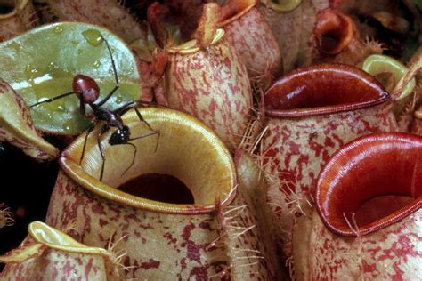 Carnivorous Plant Inspires Ultra Slippery Shipping Solution