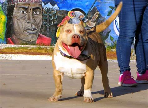 Cachorro Bully Exótico Merle Meses sin interés