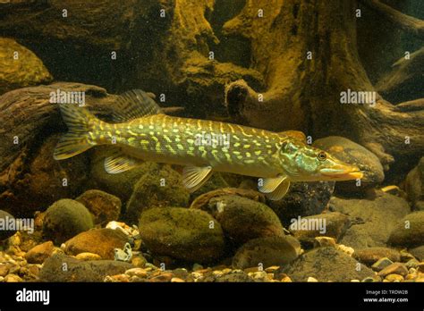 Pike Northern Pike Esox Lucius Lateral View Germany Stock Photo