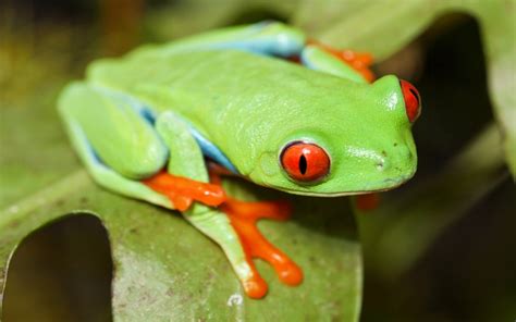 White Lipped Tree Frog