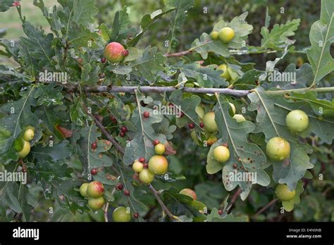 Common Oak Gallwasp Oak Leaf Cherry Gall Cynipid Cherry Gall