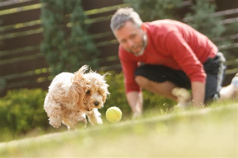 Premium Photo Surface Level Of Man Playing With Dog On Field