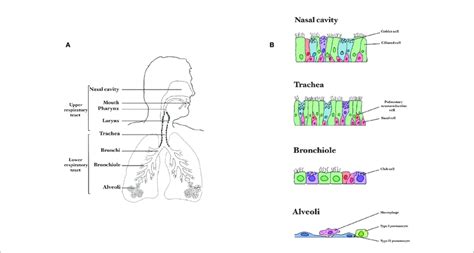 Composition Of The Respiratory Tract A Division Between The Upper Download Scientific