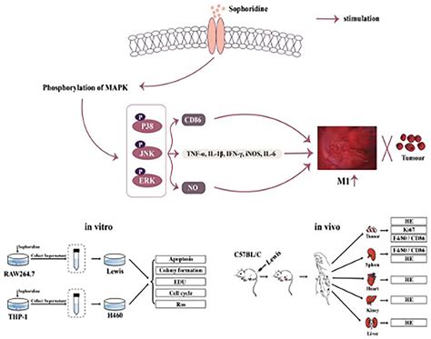 Frontiers Sophoridine Inhibits The Tumour Growth Of Non Small Lung