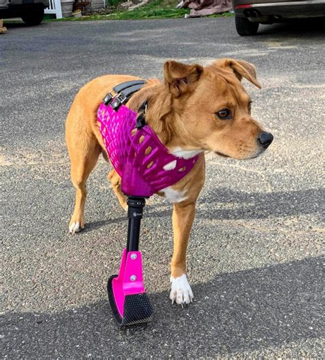 leg prosthetics  dogs  sienna schaw blog