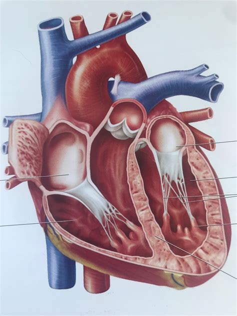 Frontal Dissection Of The Heart Diagram Quizlet