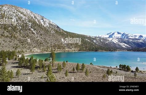 Western yellow pine trees Stock Videos & Footage - HD and 4K Video Clips - Alamy