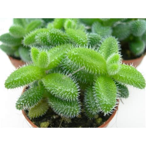 Delosperma Echinatum Bluehfreudige Sukkulente