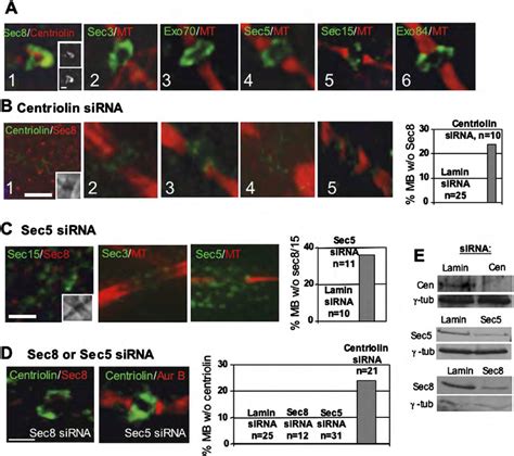 Exocyst Localization To The Midbody Ring Is Centriolin Dependent A