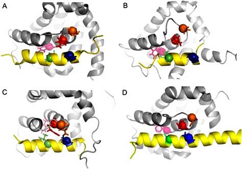 BH3 Centric View Of The Binding Between BH3 Peptides And Full Length