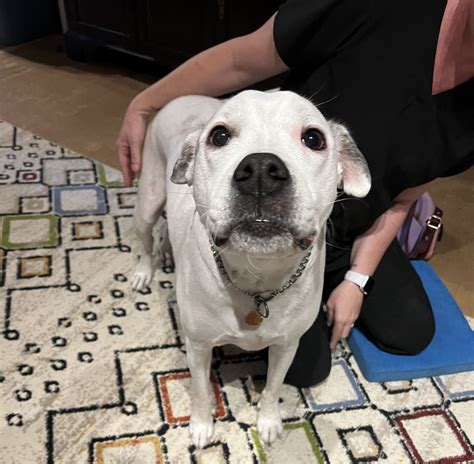 Tips for prevention and treatment of CCL tear in dogs