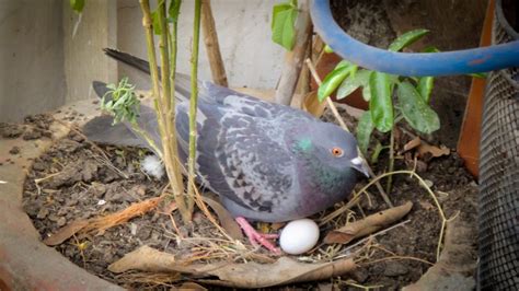 Ovo de pombo é comestível Entenda sobre o assunto Ovo blog br