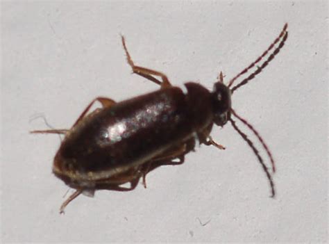 Ear Beetle Canifa Bugguidenet