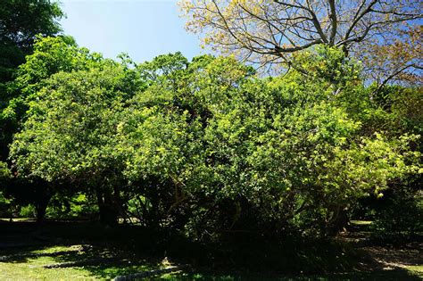 Cordia Lutea Yellow Geiger Treeworld Wholesale