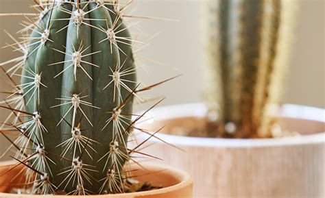 Types of Cactus Plants - The Home Depot