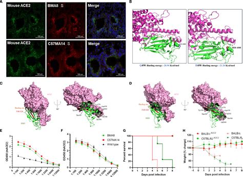 Frontiers Characterization Of Two Heterogeneous Lethal Mouse Adapted