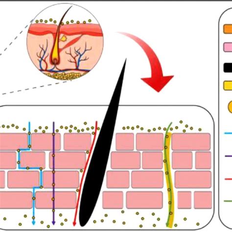 Schematic Representations Of Transdermal Drug Delivery Mechanisms