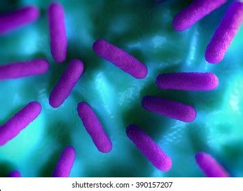 103 Salmonella typhimurium Images, Stock Photos & Vectors | Shutterstock