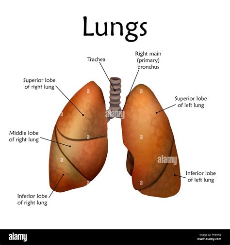 Human lungs with labels, illustration Stock Photo - Alamy