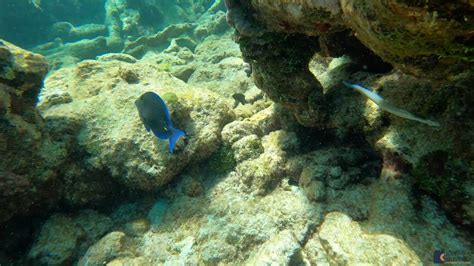 Snorkeling Buck Island Reef National Monument in St. Croix