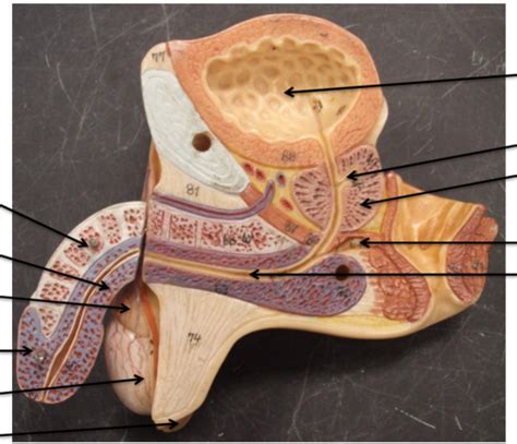 Male Reproductive Anatomy Sagittal View Diagram Quizlet