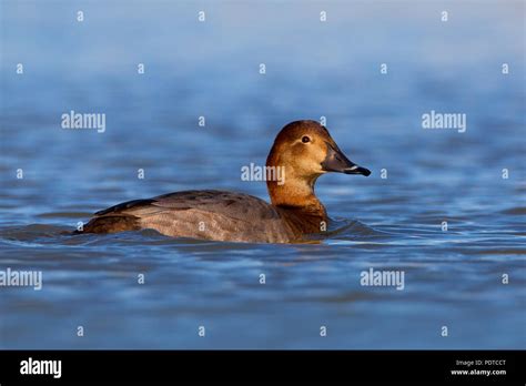 Female Common Pochard Swimming Stock Photo Alamy