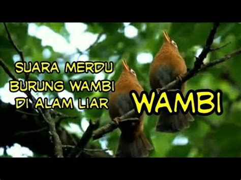 Suara Merdu Burung Wambi Di Alam Liar Ternyata Sangat Merdu Dan Keras