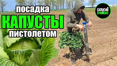 посадка КАПУСТЫ в открытый грунт - YouTube